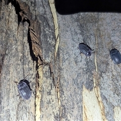 Pterohelaeus piceus at Kambah, ACT - suppressed