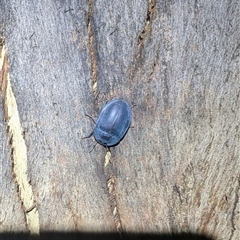 Pterohelaeus piceus at Kambah, ACT - suppressed