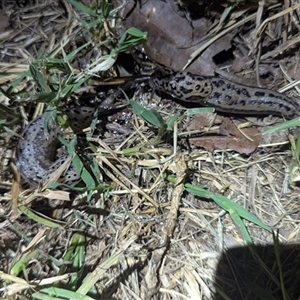 Limax maximus (Leopard Slug, Great Grey Slug) at Kambah, ACT by HelenCross