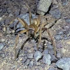 Neosparassus patellatus (Tasmanian Badge Huntsman) at Kambah, ACT - 16 Dec 2024 by HelenCross