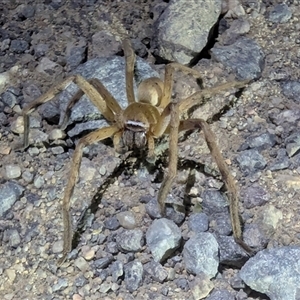 Neosparassus patellatus (Tasmanian Badge Huntsman) at Kambah, ACT by HelenCross