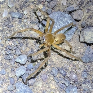 Neosparassus patellatus at Kambah, ACT - 16 Dec 2024 09:42 PM