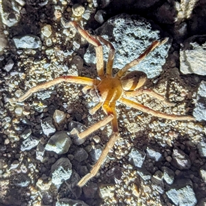 Neosparassus patellatus at Kambah, ACT - 16 Dec 2024 09:42 PM