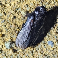 Panesthia australis (Common wood cockroach) at Kambah, ACT - 16 Dec 2024 by HelenCross