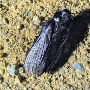 Panesthia australis (Common wood cockroach) at Kambah, ACT by HelenCross