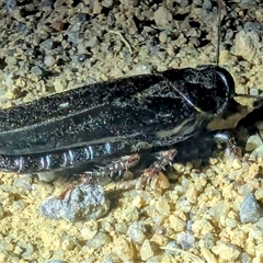 Panesthia australis at Kambah, ACT - 16 Dec 2024 09:02 PM