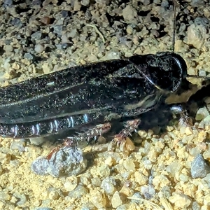 Panesthia australis at Kambah, ACT - 16 Dec 2024 09:02 PM