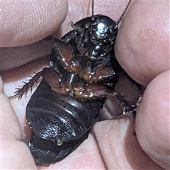 Panesthia australis at Kambah, ACT - 16 Dec 2024 09:02 PM