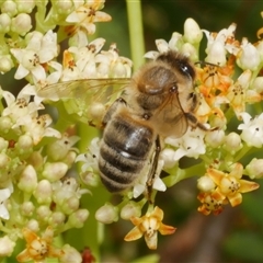 Apis mellifera (European honey bee) at Freshwater Creek, VIC - 2 Dec 2024 by WendyEM