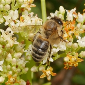 Apis mellifera at Freshwater Creek, VIC - 2 Dec 2024 11:53 AM