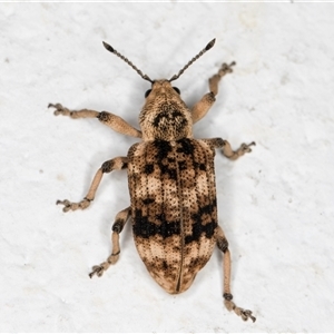 Pelororhinus transversus (A weevil) at Melba, ACT by kasiaaus