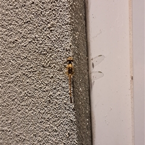 Diplacodes bipunctata at West Busselton, WA - suppressed