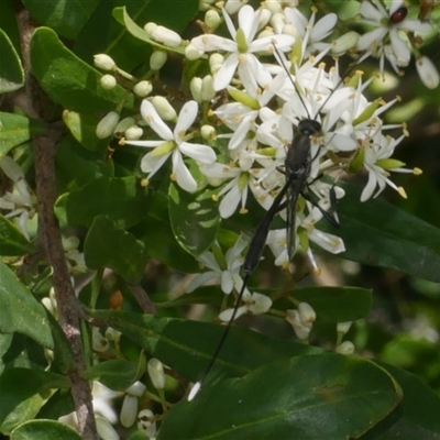 Gasteruption sp. (genus) at Freshwater Creek, VIC - 2 Dec 2024 by WendyEM