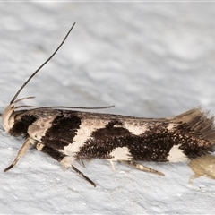 Macrobathra (genus) (A cosmet moth) at Melba, ACT - 14 Dec 2024 by kasiaaus