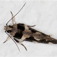 Macrobathra (genus) at Melba, ACT - 14 Dec 2024