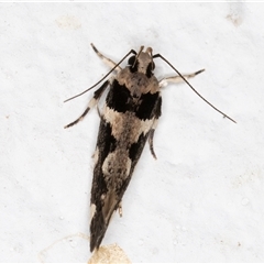 Macrobathra (genus) at Melba, ACT - 14 Dec 2024