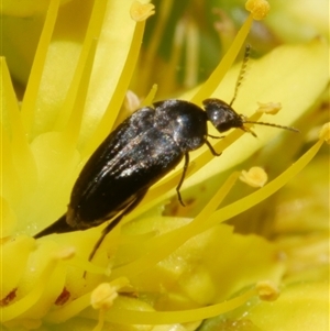 Mordella limbata at Freshwater Creek, VIC - 2 Dec 2024