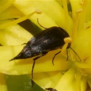 Mordella limbata at Freshwater Creek, VIC - 2 Dec 2024