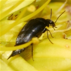 Mordella limbata at Freshwater Creek, VIC - 2 Dec 2024