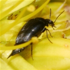 Mordella limbata at Freshwater Creek, VIC - 2 Dec 2024 12:00 PM