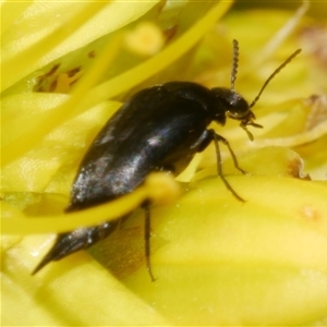 Mordella limbata at Freshwater Creek, VIC - 2 Dec 2024