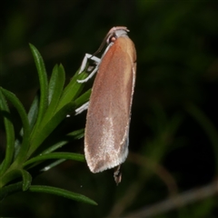 Eochrois dejunctella (A Concealer moth (Wingia Group)) at Freshwater Creek, VIC - 4 Dec 2024 by WendyEM