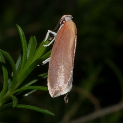 Eochrois dejunctella (A Concealer moth (Wingia Group)) at Freshwater Creek, VIC - 4 Dec 2024 by WendyEM