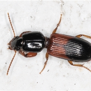 Clivina basalis (A carab beetle) at Melba, ACT by kasiaaus