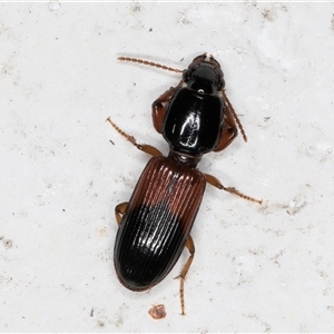 Clivina basalis at Melba, ACT - 14 Dec 2024