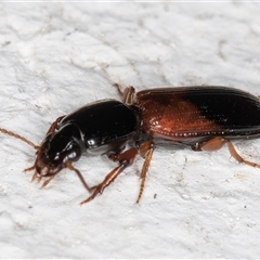 Clivina basalis at Melba, ACT - 14 Dec 2024