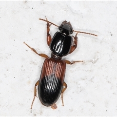 Clivina basalis at Melba, ACT - 14 Dec 2024