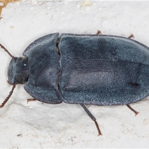 Pterohelaeus planus at Melba, ACT by kasiaaus