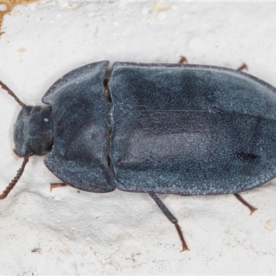 Pterohelaeus planus (Pie dish beetle) at Melba, ACT - 14 Dec 2024 by kasiaaus