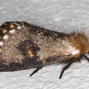 Epicoma contristis (Yellow-spotted Epicoma Moth) at Melba, ACT by kasiaaus