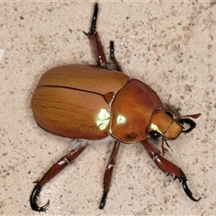 Anoplognathus montanus (Montane Christmas beetle) at Melba, ACT - 15 Dec 2024 by kasiaaus