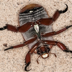 Anoplognathus montanus at Melba, ACT - 15 Dec 2024 09:47 PM