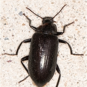 Unidentified Darkling beetle (Tenebrionidae) at Melba, ACT by kasiaaus