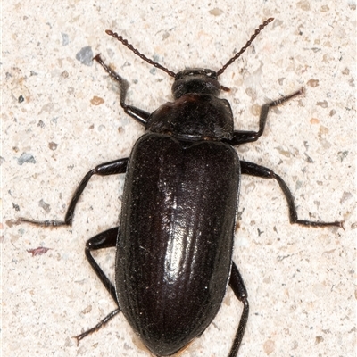 Prophanes simplex (Darkling beetle) at Melba, ACT - 15 Dec 2024 by kasiaaus