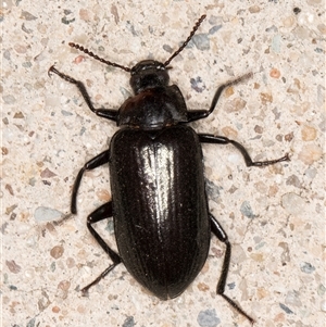 Prophanes simplex at Melba, ACT - 15 Dec 2024 09:48 PM