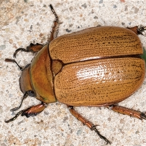 Anoplognathus brunnipennis at Melba, ACT - 15 Dec 2024