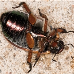 Anoplognathus brunnipennis at Melba, ACT - 15 Dec 2024