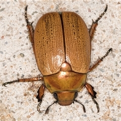 Anoplognathus brunnipennis at Melba, ACT - 15 Dec 2024