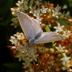 Zizina otis (Common Grass-Blue) at Freshwater Creek, VIC - 4 Dec 2024 by WendyEM