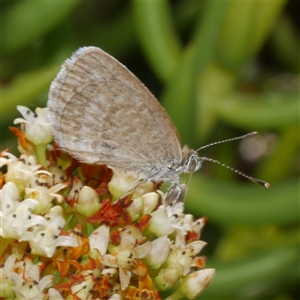 Zizina otis at Freshwater Creek, VIC - 4 Dec 2024