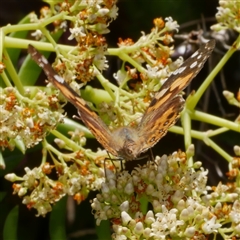 Vanessa kershawi (Australian Painted Lady) at Freshwater Creek, VIC - 4 Dec 2024 by WendyEM