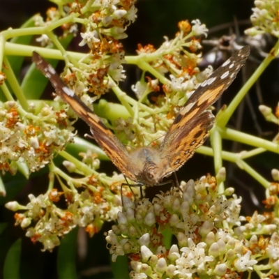 Vanessa kershawi (Australian Painted Lady) at Freshwater Creek, VIC - 4 Dec 2024 by WendyEM