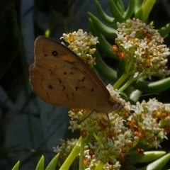 Heteronympha merope (Common Brown Butterfly) at Freshwater Creek, VIC - 4 Dec 2024 by WendyEM