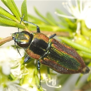 Selagis caloptera (Caloptera jewel beetle) at Fadden, ACT by Harrisi