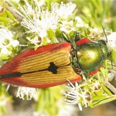 Temognatha affinis (Jewel beetle) at Fadden, ACT - 16 Dec 2024 by Harrisi