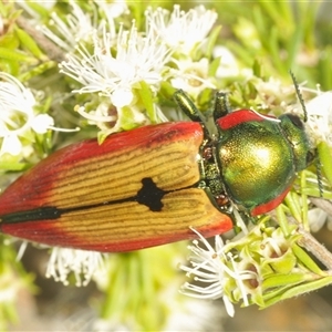 Temognatha affinis (Jewel beetle) at Fadden, ACT by Harrisi